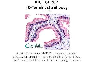 Image no. 1 for anti-G Protein-Coupled Receptor 87 (GPR87) (C-Term) antibody (ABIN1735185) (GPR87 Antikörper  (C-Term))