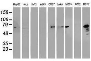 Image no. 3 for anti-Protein Disulfide Isomerase Family A, Member 4 (PDIA4) antibody (ABIN1500108) (PDIA4 Antikörper)