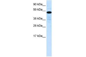 WB Suggested Anti-ZNF426 Antibody Titration:  0. (ZNF426 Antikörper  (N-Term))