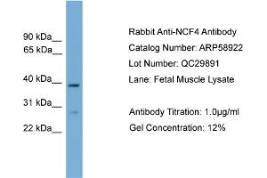 WB Suggested Anti-NCF4  Antibody Titration: 0. (NCF4 Antikörper  (C-Term))