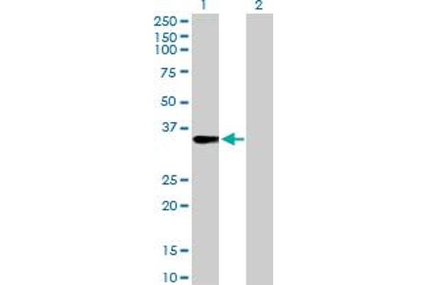 FRG1 anticorps  (AA 1-258)