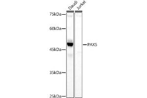 Western blot analysis of extracts of various cell lines, using P antibody (ABIN3017306, ABIN3017307, ABIN3017308 and ABIN6220031) at 1:1000 dilution. (PAX5 Antikörper  (AA 150-300))