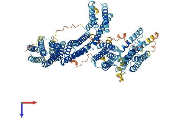 CTNNA3 Protein (AA 1-895) (His tag)