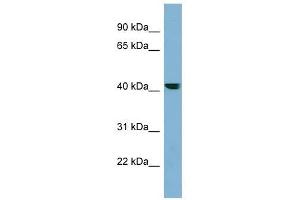 anti-Pleckstrin Homology Domain Containing, Family A (Phosphoinositide Binding Specific) Member 9 (PLEKHA9) (N-Term) antibody