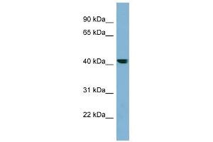 PLEKHA9 antibody used at 1 ug/ml to detect target protein. (PLEKHA9 Antikörper  (N-Term))