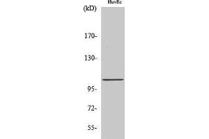 Western Blotting (WB) image for anti-ATP/GTP Binding Protein-Like 2 (AGBL2) (C-Term) antibody (ABIN3174226) (AGBL2 Antikörper  (C-Term))