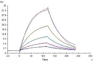Surface Plasmon Resonance (SPR) image for Poliovirus Receptor (PVR) (AA 21-343) protein (Fc Tag) (ABIN7274071)