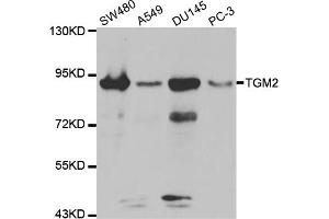 Western blot analysis of extracts of various cell lines, using TGM2 antibody (ABIN5970369) at 1:300 dilution. (Transglutaminase 2 Antikörper)
