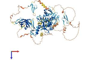 NEDD4 Protein (AA 1-887) (His tag)