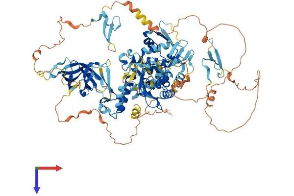 NEDD4 Protein (AA 1-887) (His tag)
