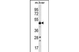 EEF1A2 Antibody (C-term) (ABIN656488 and ABIN2845765) western blot analysis in mouse liver tissue lysates (35 μg/lane). (EEF1A2 Antikörper  (C-Term))