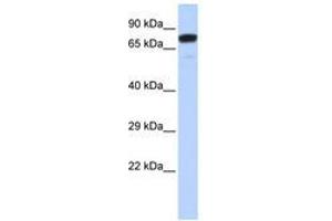 Image no. 1 for anti-Zinc Finger Protein 221 (ZNF221) (AA 108-157) antibody (ABIN6740445) (ZNF221 Antikörper  (AA 108-157))