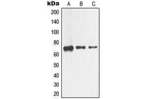Western blot analysis of CD271 expression in HEK293 (A), Raw264. (NGFR Antikörper  (Center))