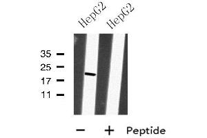 Western blot analysis of MRPS28 using HepG2 whole cell lysates (MRPS28 Antikörper  (C-Term))