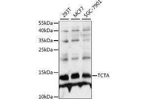 TCTA antibody  (AA 1-103)
