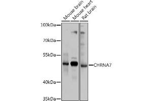 Western blot analysis of extracts of various cell lines, using CHRN antibody (ABIN6133256, ABIN6138583, ABIN6138584 and ABIN6218660) at 1:1000 dilution. (CHRNA7 Antikörper  (AA 23-230))