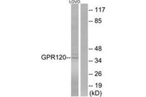 Western blot analysis of extracts from LOVO cells, using GPR120 Antibody. (O3FAR1 Antikörper  (AA 221-270))