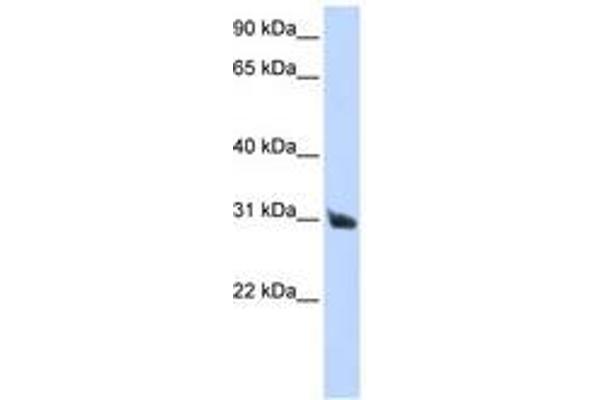 RNASE9 Antikörper  (AA 36-85)