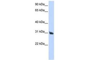 Image no. 1 for anti-Ribonuclease, RNase A Family, 9 (Non-Active) (RNASE9) (AA 36-85) antibody (ABIN6741018) (RNASE9 Antikörper  (AA 36-85))