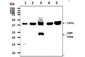 anti-Capping Protein (Actin Filament), Gelsolin-Like (CAPG) (AA 1-348) antibody