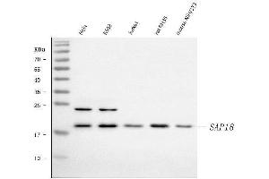 Western blot analysis of SAP18 using anti-SAP18 antibody (ABIN7599009).