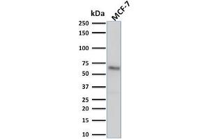 Western Blot Analysis of human MCF-7 cell lysate using Estrogen Receptor alpha Mouse Monoclonal Antibody (ESR1/1904). (Estrogen Receptor alpha Antikörper)
