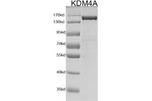 Recombinant JMJD2A / KDM4A protein gel. (KDM4A Protein (DYKDDDDK Tag))