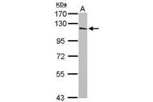 Image no. 1 for anti-Inositol Polyphosphate-4-Phosphatase, Type I, 107kDa (INPP4A) (Internal Region) antibody (ABIN1496061) (INPP4A Antikörper  (Internal Region))