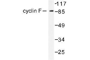 Image no. 1 for anti-Cyclin F (CCNF) antibody (ABIN265381) (Cyclin F Antikörper)