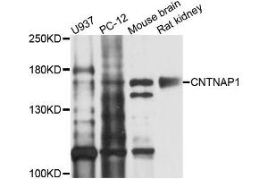 Western blot analysis of extracts of various cells, using CNTNAP1 antibody. (CNTNAP1 Antikörper)