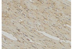 ABIN6274725 at 1/100 staining Mouse muscle tissue by IHC-P. (MRPL54 Antikörper  (Internal Region))