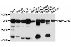 Western blot analysis of extracts of various cell lines, using HEPACAM antibody. (HEPACAM Antikörper)