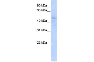 WB Suggested Anti-DLL3 Antibody Titration:  0. (DLL3 Antikörper  (N-Term))