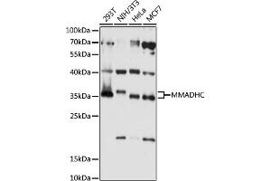 Western blot analysis of extracts of various cell lines, using MMADHC antibody (ABIN7268495) at 1:1000 dilution. (MMADHC Antikörper  (AA 1-296))