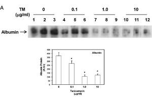 Western Blot of Anti-Human Serum Albumin Antibody. (Albumin Antikörper)