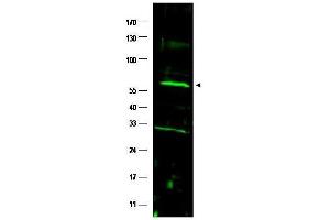 Western blot using  affinity purified anti-FANCC antibody shows detection of a band at ~63 kDa (arrowhead) corresponding to FANCC present in a HeLa whole cell lysate.