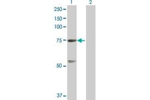 Western Blot analysis of GTPBP4 expression in transfected 293T cell line by GTPBP4 MaxPab polyclonal antibody. (GTPBP4 Antikörper  (AA 1-634))