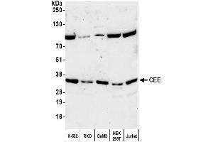 anti-Chromosome 7 Open Reading Frame 20 (C7orf20) (AA 277-327) antibody