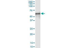 Immunoprecipitation of SPN transfected lysate using anti-SPN MaxPab rabbit polyclonal antibody and Protein A Magnetic Bead , and immunoblotted with SPN purified MaxPab mouse polyclonal antibody (B01P) . (CD43 Antikörper  (AA 1-400))