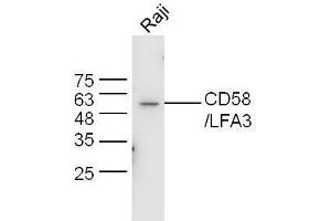 Raji lysates probed with Anti-CD58/LFA-3 Polyclonal Antibody, Unconjugated  at 1:5000 90min in 37˚C. (CD58 Antikörper  (AA 31-130))
