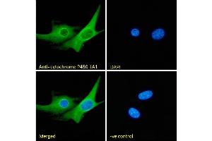 Immunofluorescence (IF) image for anti-Cytochrome P450, Family 1, Subfamily A, Polypeptide 1 (CYP1A1) (Internal Region) antibody (ABIN870663)