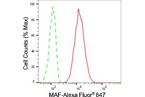 anti-V-Maf Musculoaponeurotic Fibrosarcoma Oncogene Homolog (Avian) (MAF) antibody