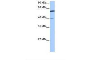 Image no. 1 for anti-DEP Domain Containing 7 (DEPDC7) (AA 100-149) antibody (ABIN6739343) (DEPDC7 Antikörper  (AA 100-149))
