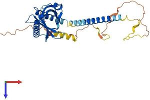 GULP1 Protein (AA 1-304) (His tag)