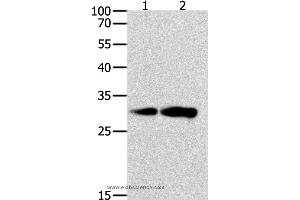 Western blot analysis of K562 and NIH/3T3 cell, using CAPNS1 Polyclonal Antibody at dilution of 1:800 (Calpain S1 Antikörper)