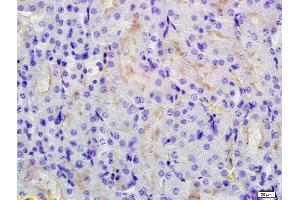 Formalin-fixed and paraffin embedded mouse kidney labeled with Anti-RHCG Polyclonal Antibody, Unconjugated (ABIN872934) at 1:200 followed by conjugation to the secondary antibody and DAB staining. (RHCG Antikörper  (AA 50-150))