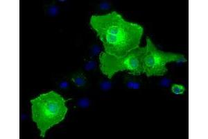 Anti-BTN1A1 mouse monoclonal antibody (ABIN2452848) immunofluorescent staining of COS7 cells transiently transfected by pCMV6-ENTRY BTN1A1 (RC223852). (BTN1A1 Antikörper)
