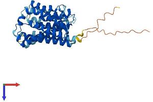 Solute Carrier Family 35 (UDP-GlcNAc/UDP-Glucose Transporter), Member D2 (SLC35D2) (AA 1-337) protein (His tag)
