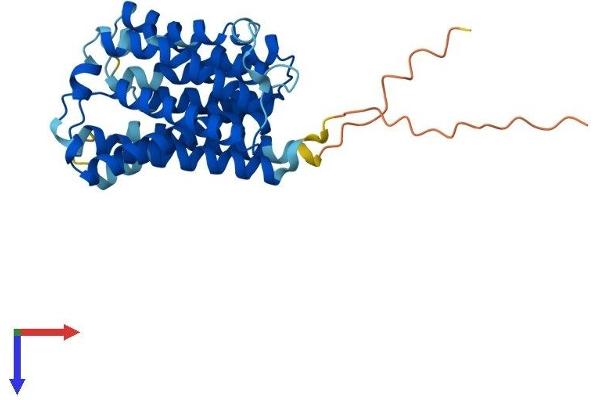 Solute Carrier Family 35 (UDP-GlcNAc/UDP-Glucose Transporter), Member D2 (SLC35D2) (AA 1-337) protein (His tag)