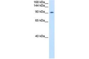 Image no. 1 for anti-DEAD (Asp-Glu-Ala-Asp) Box Polypeptide 54 (DDX54) (AA 661-710) antibody (ABIN6736604) (DDX54 Antikörper  (AA 661-710))